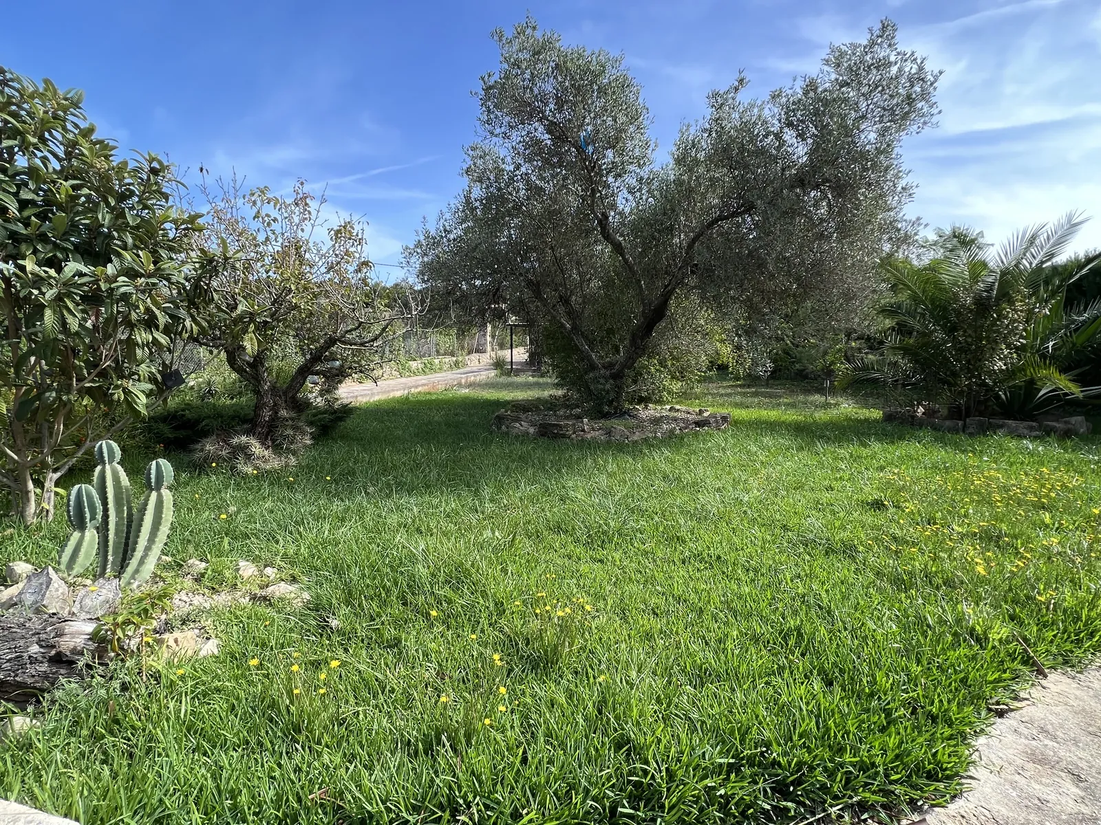 Jardín mediterráneo con olivo
