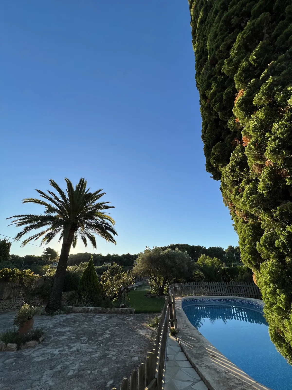 Palmera, ciprés y piscina al atardecer